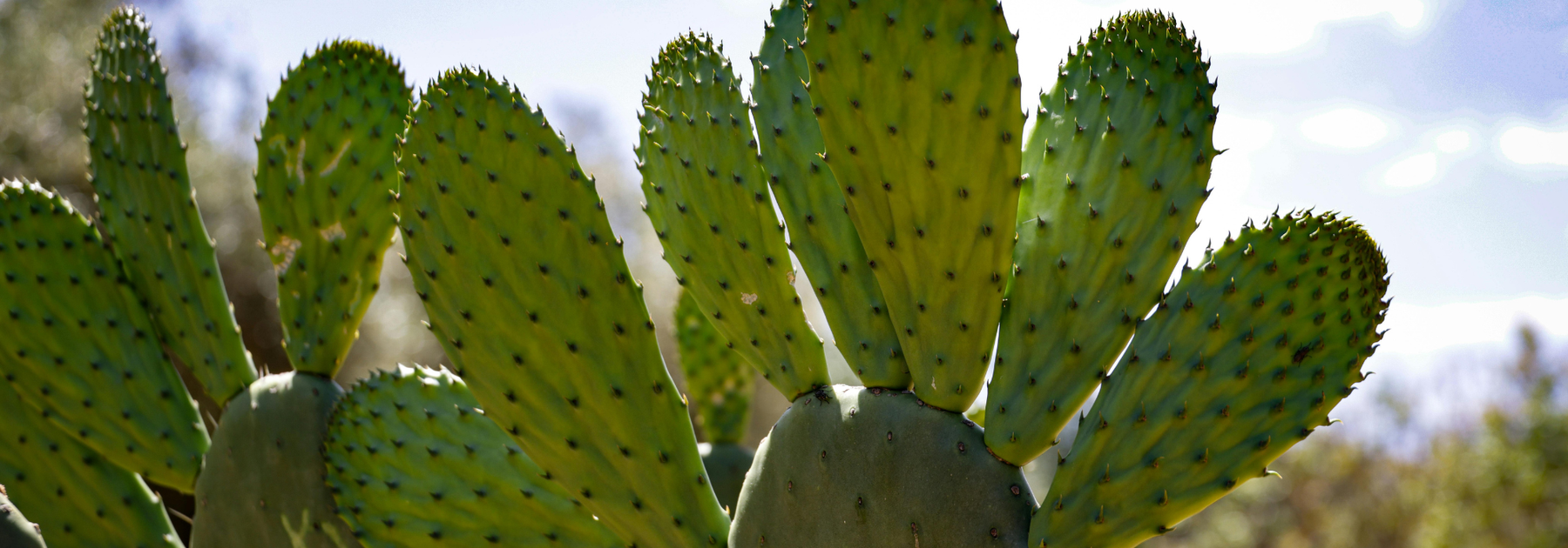 The Future of Fabric: 4 Sustainable Textiles to Watch