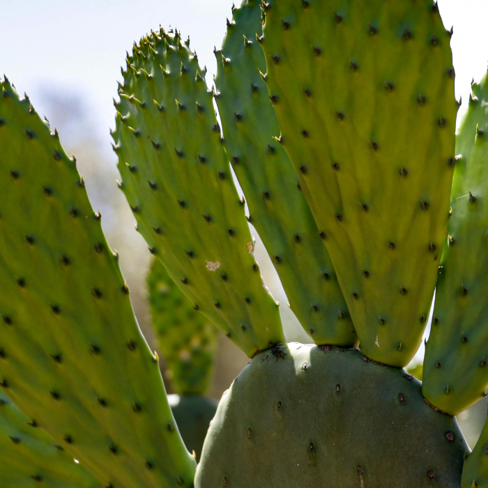 The Future of Fabric: 4 Sustainable Textiles to Watch