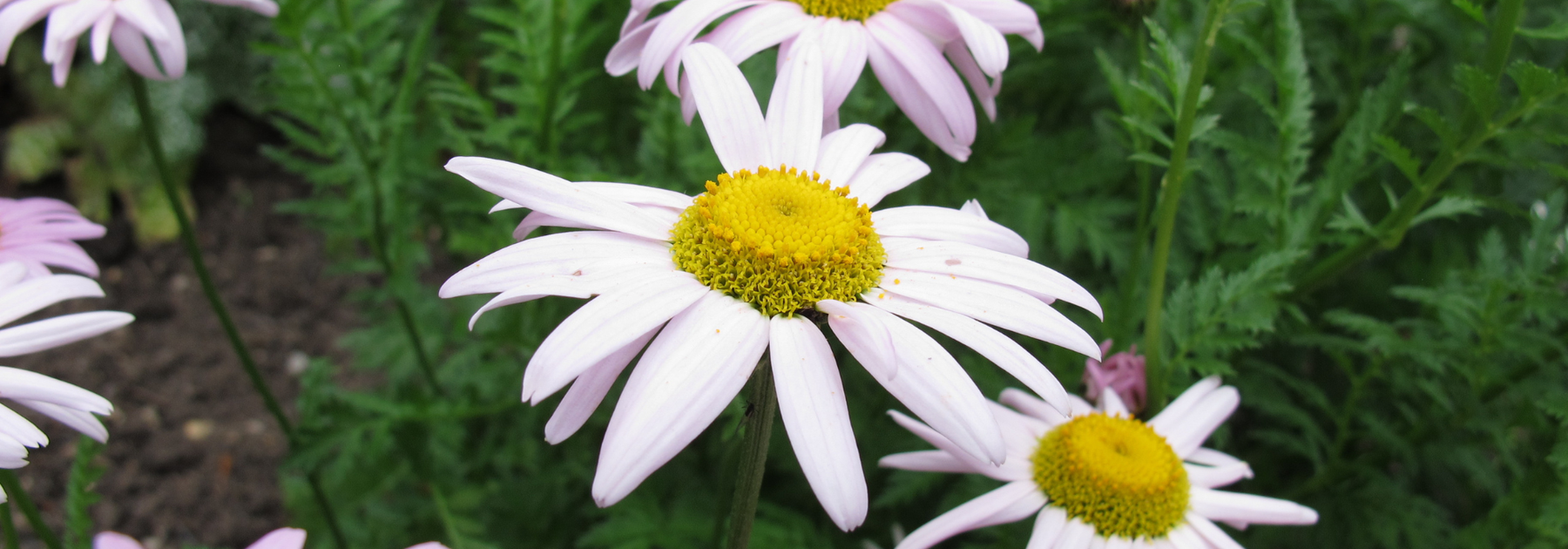 The Day I Rebelled........(and no one died!)