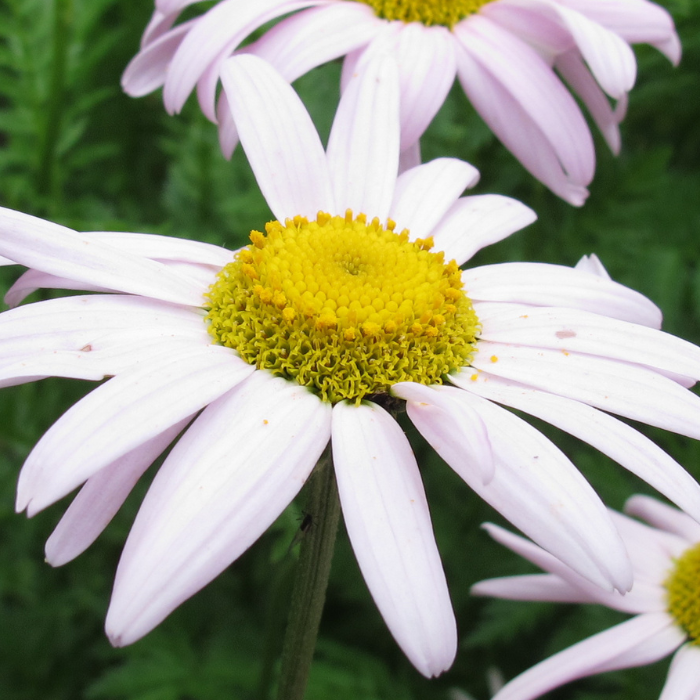 The Day I Rebelled........(and no one died!)